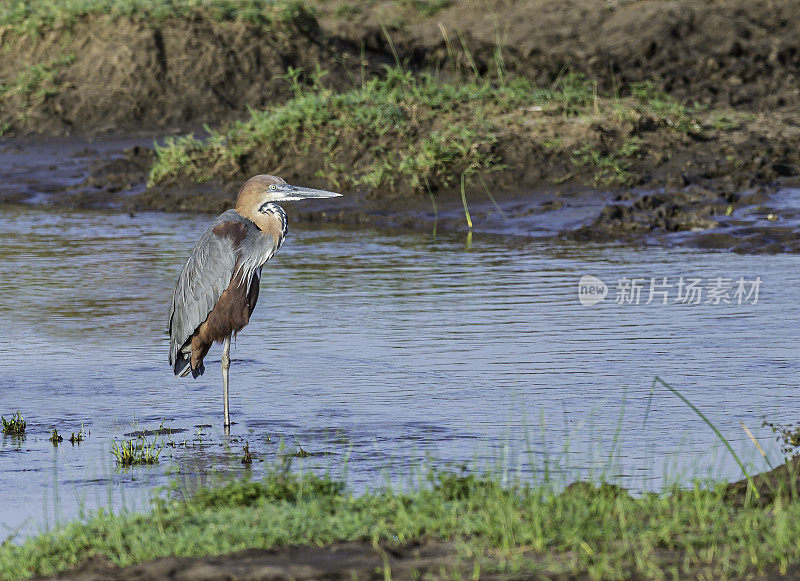 歌利亚苍鹭(Ardea Goliath)，又名巨鹭，是苍鹭科的一种非常大的涉禽。肯尼亚马赛马拉国家保护区。